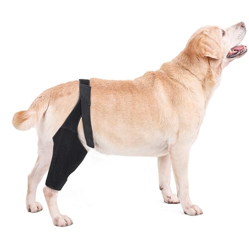 Hunde-Kniebandage für zerrissene Hinterbeine/Vorderbein, Kniebandage für Hunde, mit 2 Metall Federstabilisatoren, zum Luxieren von Patella, gerissener ACL, CLL, Arthritis, Kreuzband (L) von LoKori