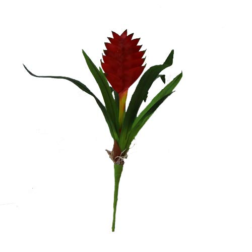 Lucky Reptile IF-07 Steck-Tillandsia cyanea Circa 20 cm, M, rot von Lucky Reptile