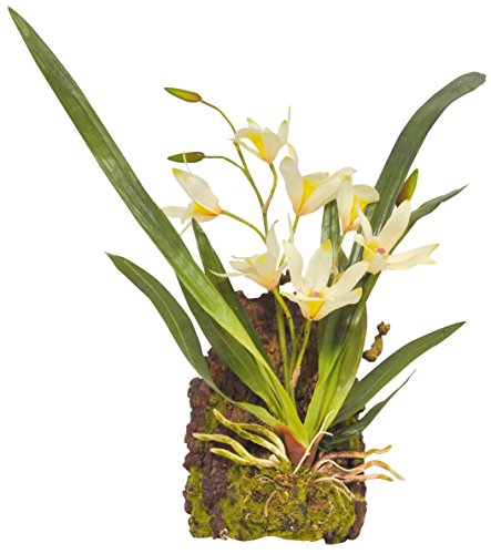 Lucky Reptile Hänge-Orchidee (Terrarienpflanze), Farbe:Weiß von Lucky Reptile