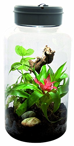 Lucky Reptile IT-5 InsectTarrium 5 l, Pet Kleinterrarium für den ersten Einstieg in die Terraristik von Lucky Reptile