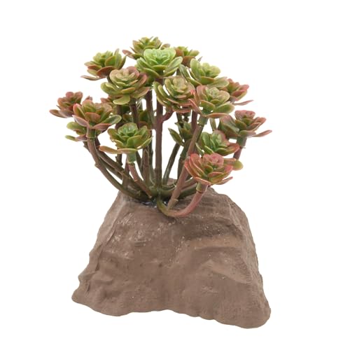 Lucky Reptile Steinpflanze Lucky Reptile Steinpflanze von Lucky Reptile