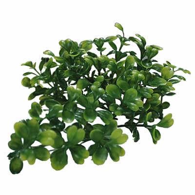 Lucky Reptile Turtle Plant - Bacopa Gelb ca. 40 cm von Lucky Reptile