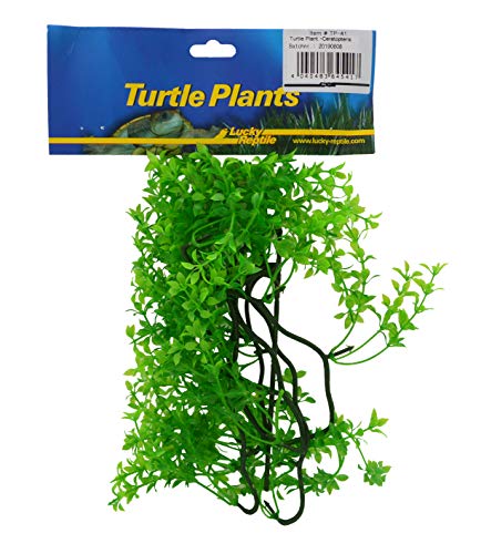 Lucky Reptile Turtle Plant Ceratopteris von Lucky Reptile