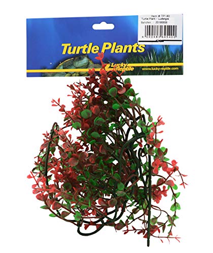 Lucky Reptile Turtle Plant Ludwigia von Lucky Reptile