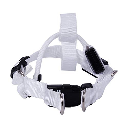 Lukasz LED Nylonhalsband Led Glow Flash Light Hundewelpen GüRtel Harness Leine Pet Kragen Seil Multicolor S von Lukasz