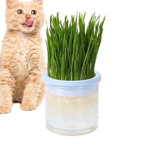 Katzengras-Wachstumstopf - Transparente Hydrokultur-Katzengrasbox, Haustierzubehör, Keimschale | einfach zu züchten für Katzen im Innen- und Außenbereich, verhindert Haarballen und fördert die von Lunaobrik