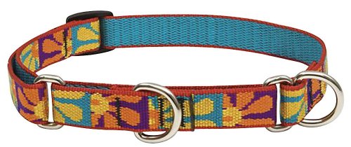 Lupine Combo Hundehalsband von LupinePet