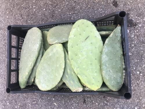 M&S Reptilien Angebot: 1 Kiste (10 kg) Feigenkaktus Opuntien als Futterpflanze Opuntia ficus Indica 100% Organic von M&S Reptilien