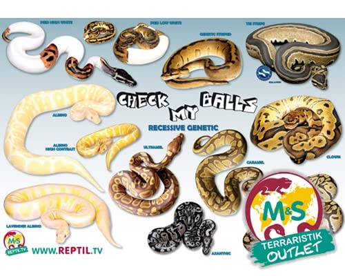 M&S Reptilien Poster Königspython, rezessive Farbmorphen Check My Balls von M&S Reptilien