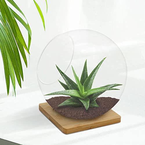 Pflanzenterrarium Display Glas mit Bambusmatte, Tischplatte Sukkulenten Luftpflanze Pflanzenkugel, Mini Terrarium Garten, runde abgeschrägte Glasvase, Mikro-Landschaft Öko-Vase, Luftpflanzen, Moos von MDEOOSKY