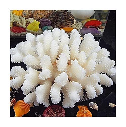 MEIGUI Muschelschalen Fischaquarien bieten natürliche Muschelschalen feine weiße Korallenornamente Aquariendesign Home Korallenbaum bergkristall (Size : 10-11CM) von MEIGUI