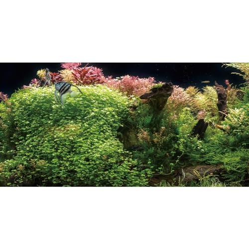 MIRRORANG 120x46cm Aquarium Hintergrund Koralle Algen Terrarium Hintergrund Wasserpflanze Flussbett & See Aquarium Hintergrund Vinyl Hintergrund von MIRRORANG