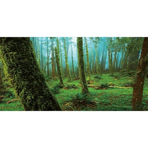 MIRRORANG 120x50cm Wald Grün Reptil Terrarium Aquarium Hintergrund Wald gefüllt mit üppigem Moos Fisch Tank Hintergrund Bartagame Vivarium Hintergrund Vinyl von MIRRORANG