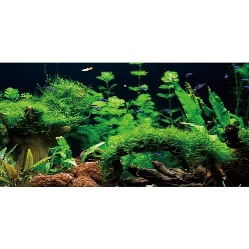 MIRRORANG 180x46cm Flussbett & See Aquarium Hintergrund Seegras Aquarium Hintergrund Aquarium Hintergrund Vinyl Hintergrund von MIRRORANG