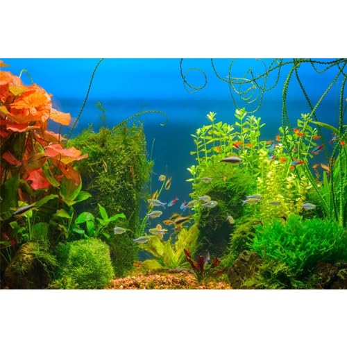 MIRRORANG 61x30cm Aquarium Hintergrund Wasserpflanze Aquarium Unterwasser Hintergrund Flussbett & See Aquarium Hintergrund von MIRRORANG