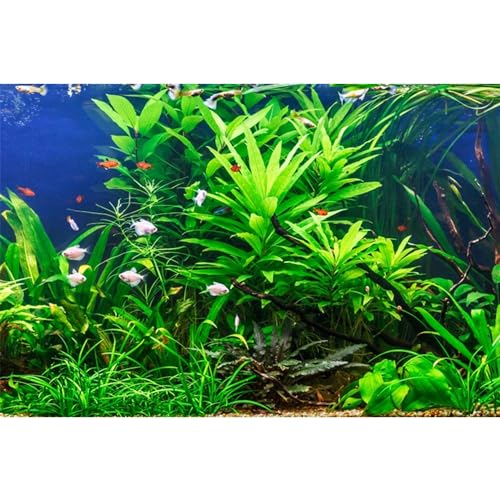 MIRRORANG 61x41cm Aquarium Hintergrund Wasserpflanze Seegras Aquarium Unterwasser Hintergrund Flussbett & See Aquarium Hintergrund von MIRRORANG