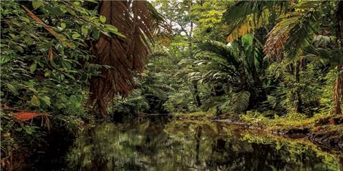 MIRRORANG 61x41cm Regenwald Terrarium Hintergrund Deep Forest Aquarium Hintergrund Wasser Fluss Grün Riesige Bäume Reptilien Lebensraum Hintergrund Durable Vinyl Hintergrund MIRRORANG 61x41cm Regenwald Terrarium Hintergrund Deep Forest Aquarium Hintergrund Wasser Fluss Grün Riesige Bäume Reptilien Lebensraum Hintergrund Durable Vinyl Hintergrund von MIRRORANG