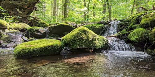 MIRRORANG 91x41cm Tropischer Wald Terrarium Hintergrund Grüner Baum Bach Felsen Reptilien Lebensraum Hintergrund Regenwald Aquarium Fisch Tank Hintergrund von MIRRORANG