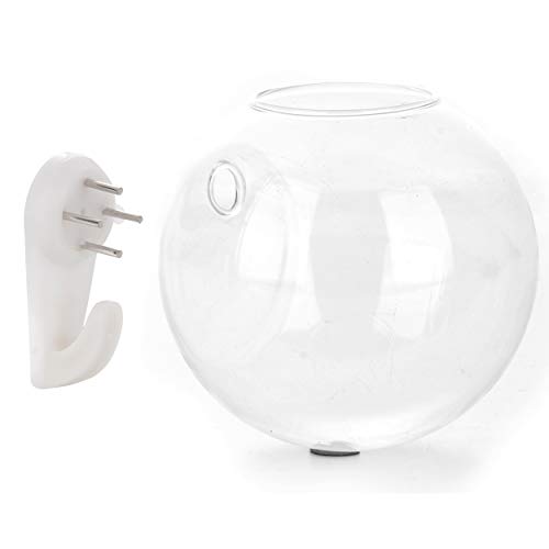 Wandbehang Pflanzgefäß Glas Terrarium, klare Globus Schale Fisch Tank Clear Blumentopf für Sukkulenten, Luftpflanzen, Luftpflanzen, Vase für Luftpflanzen, Sukkulenten, Wandhalterung von MOTUZP