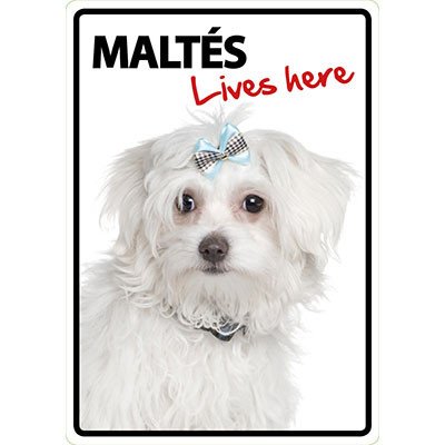 Magnet & Steel 23-7828 Schild Maltese Lives Here, A5, 14,8 x 21 cm von Magnet & Steel