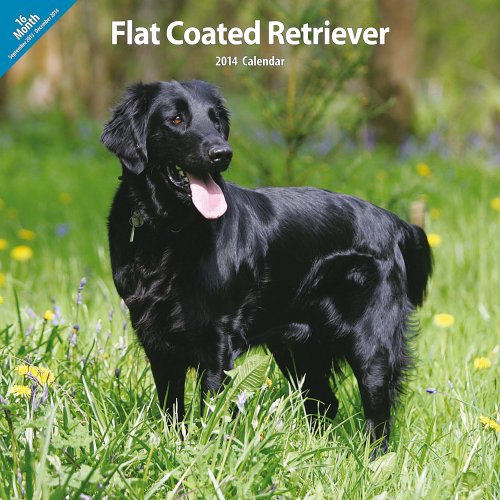 Magnet & Steel Flatcoated Retriever Traditionelle 2014 Wand Kalender von Magnet & Steel