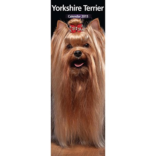 Magnet & Steel Yorkshire Terrier 2015 Wandkalender von Magnet & Steel