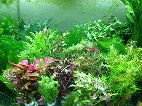 Markenlos 100 Aquarienpflanzen Tropische Pflanzen Aquarium Wasserpflanzen von Markenlos