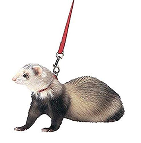 Marshall Ferret Harness and Lead, Red von Marshall Pet Products