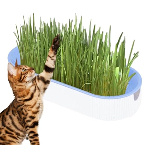 Mbiyhgta Katzengras-Anzucht-Set – Indoor-Haustiergras, Kätzchen-Gras-Anbauset | einfach zu züchtender Katzengras wiederverwendbarer Pflanzgefäß, Katzenkau-Snacks, Haarballentfernung, Tierfutter für von Mbiyhgta