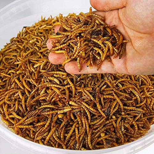 Getrocknete Mehlwürmer für Wildvögel, 5 kg von Mealworms