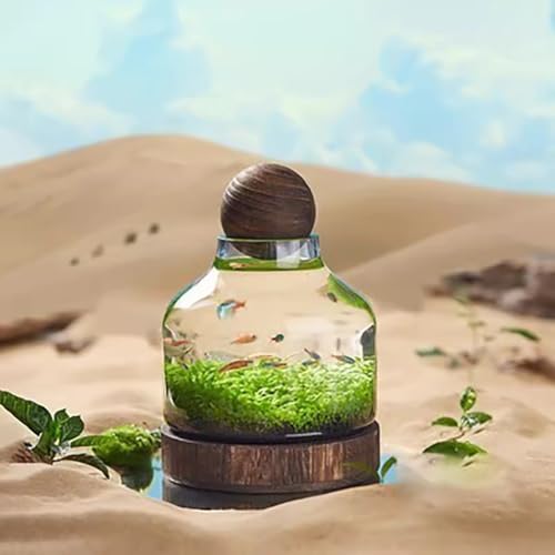 MegLob Kampffisch-Aquarium, Glas-Kampffischschale Mit Holzsockel, Mikro-Landschaftsfischaquarium, 2-In-1-Blumenvase Aus Glas, Modernes Kampffischbecken Zur Tischaufstellung,S MegLob Kampffisch-Aquarium, Glas-Kampffischschale Mit Holzsockel, Mikro-Landschaftsfischaquarium, 2-In-1-Blumenvase Aus Glas, Modernes Kampffischbecken Zur Tischaufstellung,S von MegLob