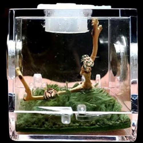 MegLob Mini -Reptilien -Terrarium -Kit, Micro Habitat Reptile Tank Für Sprungspinnen, Winzige Reptilien -Fütterungsschachtel, Taschenreptilien -Wachstumspanzer Für Insekten/Schnecken,S von MegLob