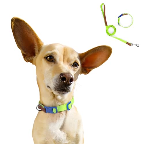 Hundehalsband-Set, bequem, verstellbar, Nylon, mit D-Ring für kleine, mittelgroße Hunde, Größe S (Grün) von MeiAOBest