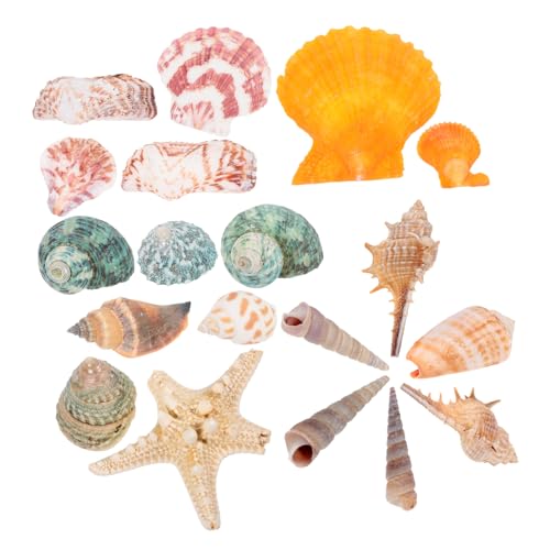 Milisten 1 Natürliche Seestern-muschelschale Fisch Tank Muscheln Mikro-landschaftsdekor Meeresornament Miniaturdekoration Pflanzen Große Muscheln Pflanzendekorationen Meeresmuscheln Milisten 1 Natürliche Seestern-muschelschale Fisch Tank Muscheln Mikro-landschaftsdekor Meeresornament Miniaturdekoration Pflanzen Große Muscheln Pflanzendekorationen Meeresmuscheln von Milisten