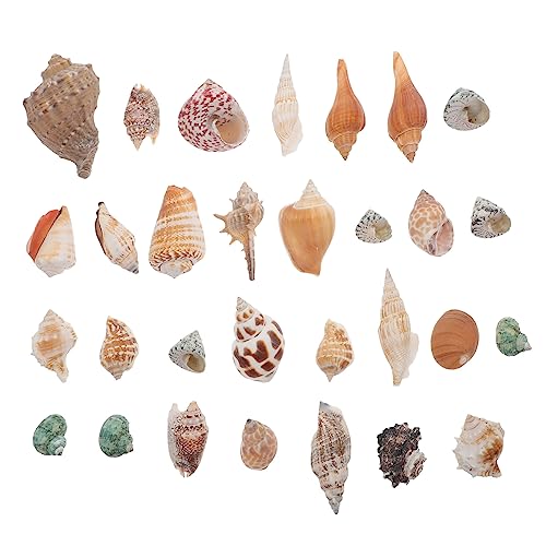 Milisten Natürliche Meeresschnecke Aquarium Dekoration Leichtes Gehäuse Ornament für Fischglas Wasserbecken Lebendige Deko für Aquarien und Wohnräume Milisten Natürliche Meeresschnecke Aquarium Dekoration Leichtes Gehäuse Ornament für Fischglas Wasserbecken Lebendige Deko für Aquarien und Wohnräume von Milisten