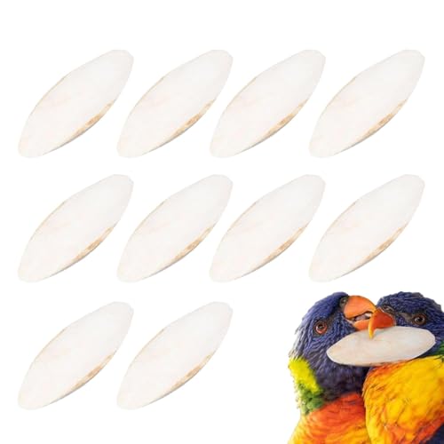 Tintenfischknochen, 10 Stück Vögel, Tintenfischknochen für Schnecken, natürliche Kalziumquelle für Vögel, natürliches Kuschelknochenspielzeug für Reptilien, Schildkröten, Nymphensittiche von Mixnexorad