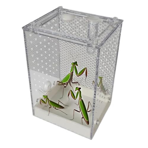 Springspinnen Terrarium | Transparentes Insekten Terrarium - Abnehmbare Spinnenzuchtbox Für Ameisen Grillen Kakerlaken Käfer Zoo Innen Außen Springspinnen Terrarium | Transparentes Insekten Terrarium - Abnehmbare Spinnenzuchtbox Für Ameisen Grillen Kakerlaken Käfer Zoo Innen Außen von Moxeupon