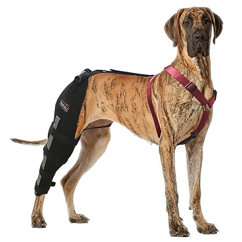 Moysoon Hunde-Kniebandage bietet Unterstützung und Schutz, Hunde-Kniebandage für Hunde, Kreuzband, Luxating Patella, Hunde-Kniebandage lindert Gelenkschmerzen durch Arthritis, Hund Hinterbeinbandage von Moysoon