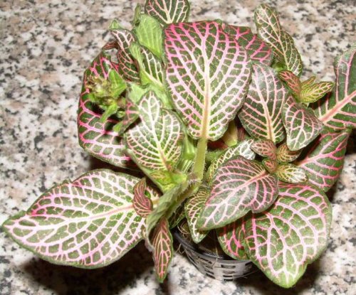 1 Topf Fittonia argyronauta, rot, Sumpfpflanze von Mühlan Wasserpflanzen