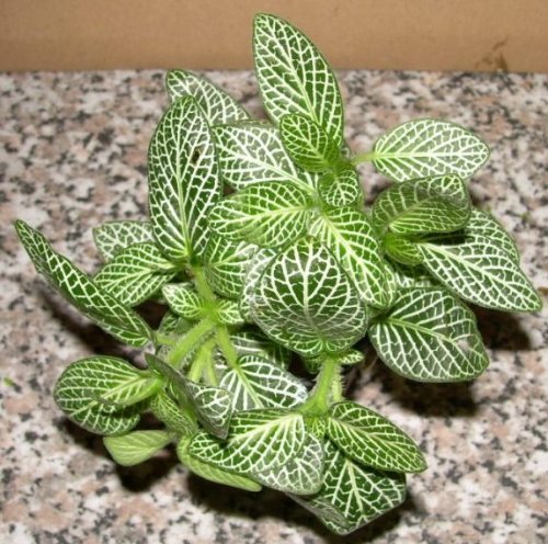 1 Topf Fittonia argyronauta, weiß Sumpfpflanzen von Mühlan Wasserpflanzen