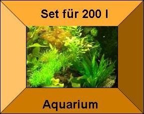 10 Töpfe + 10 Bund Wasserpflanzen, Aquarienpflanzen, für alle Aquarienbereiche von Mühlan Wasserpflanzen