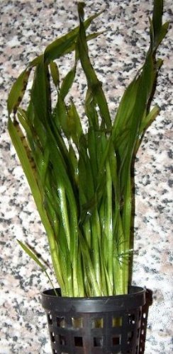 10 Töpfe Vallisneria spiralis, Schraubenvallisnerien von Mühlan Wasserpflanzen