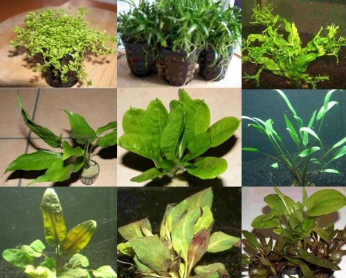 100 Aquariumpflanzen, 15 Bunde und 7 Topfpflanzen von Mühlan Wasserpflanzen