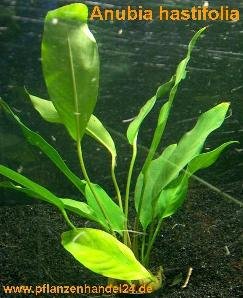 3 Töpfe Anubia Hastifolia, große Wasserpflanzen von Mühlan Wasserpflanzen