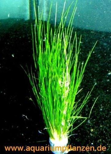 3 Töpfe Nadelsimse, Eleocharis Acricularis, Pflanze von Mühlan Wasserpflanzen