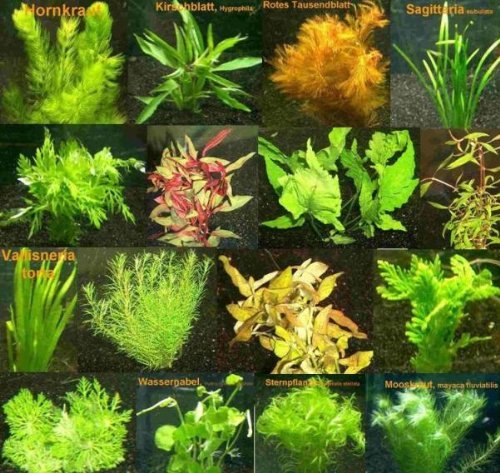 8 Bund - ca. 50 Wasserpflanzen + 4 Düngekugeln, für Kinderaquarien, kaum Algenwachstum, traumhafte Farben - Mühlan von Mühlan Wasserpflanzen