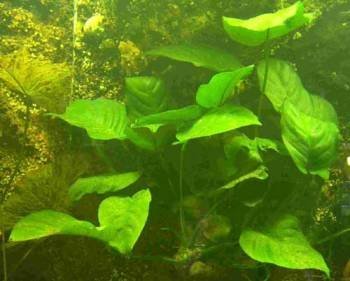 Anubia Mutterpflanze XXL 20-30 cm, Anubias, große barschfeste Wasserpflanzen für das Aquarium, Aquarienpflanzen von AquaPlants