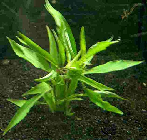 Mühlan - 10 Bund Kirschblatt - Hygrophila corymbosa/Riesenwasserfreund, sehr robust von Mühlan Wasserpflanzen