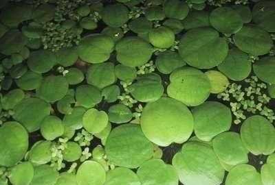 Mühlan - 10 Froschbiss als Schwimmpflanzen für den Gartenteich/Teich, dekorativ und algenhemmend von Mühlan Wasserpflanzen
