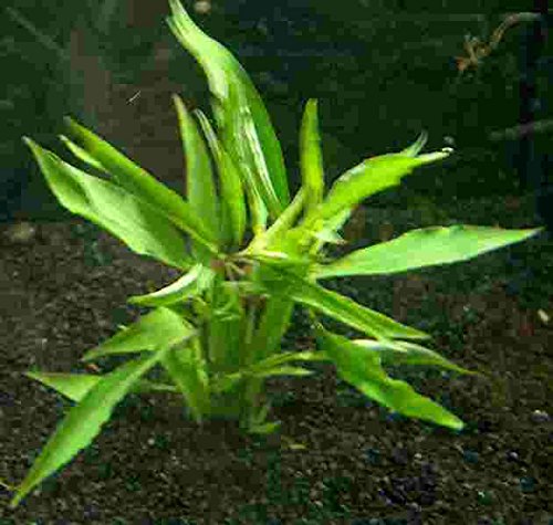 Mühlan - 5 Bund Kirschblatt - Hygrophila corymbosa/Riesenwasserfreund, sehr robust von Mühlan Wasserpflanzen